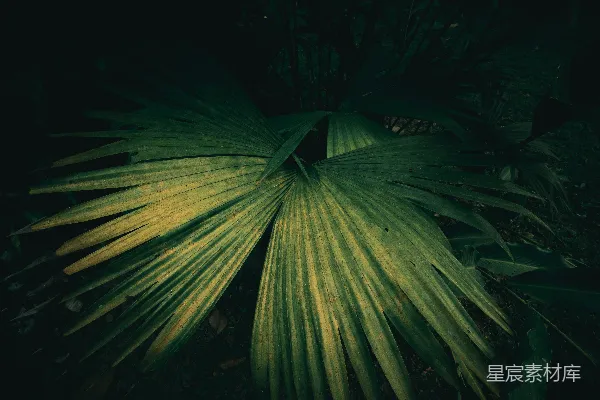 高清摄影 热带植物的纹理