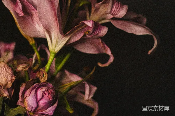 高清摄影 凋零的花瓶