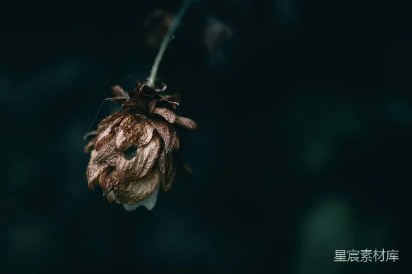 高清摄影 枯萎的花蕾