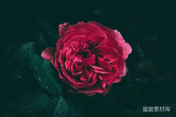 高清摄影 晨露中的红玫瑰