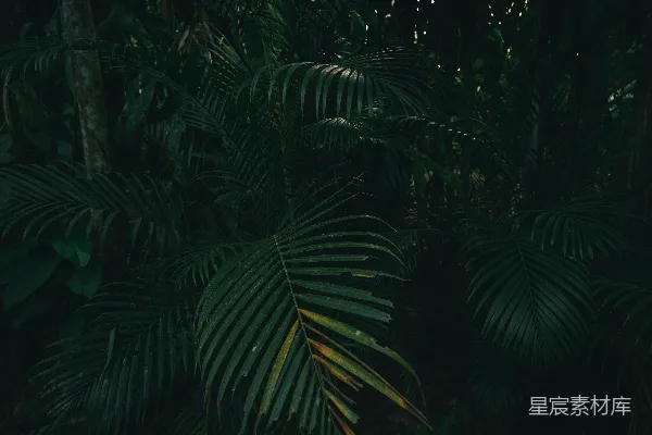 高清摄影 热带雨林中的棕榈叶
