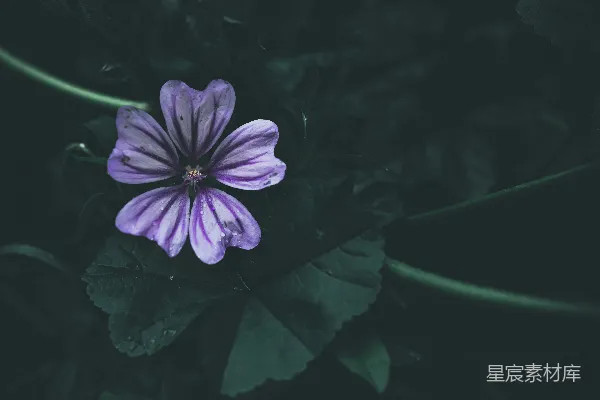 高清摄影 紫色花朵与露珠