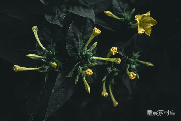 高清摄影 夜色中的神秘花朵