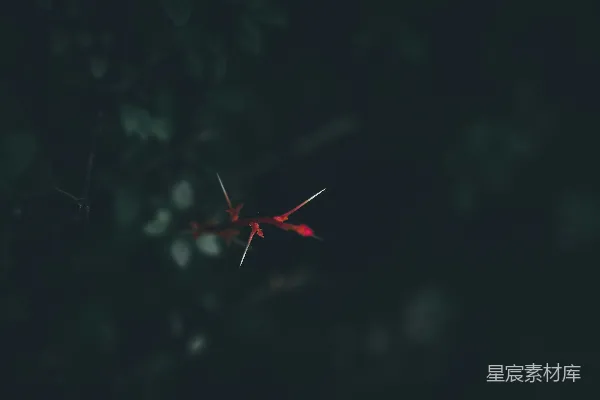 高清摄影 红色荆棘在黑暗中的剪影