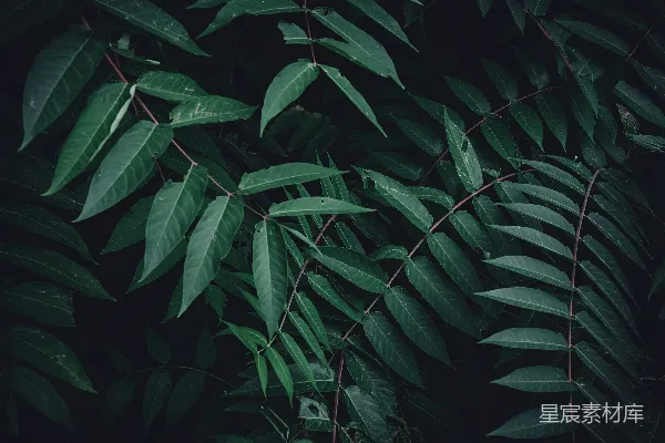 高清摄影 深色背景下的绿色植物叶子