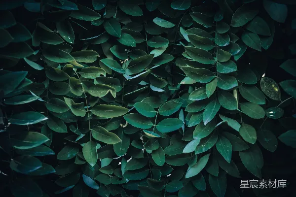 高清摄影 深绿色叶子的自然背景