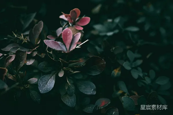高清摄影 深色植物的细节