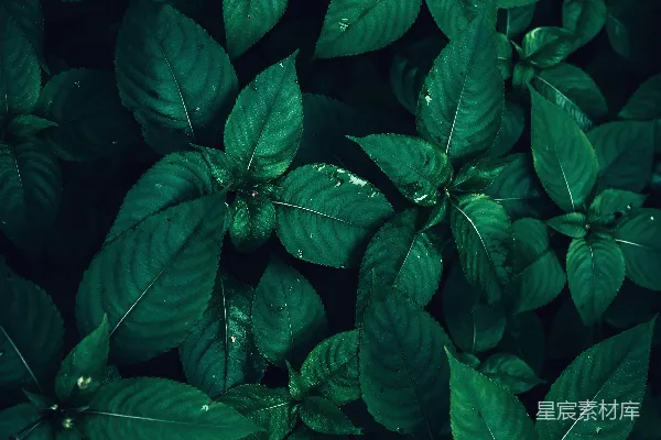 高清摄影 深绿色植物叶子
