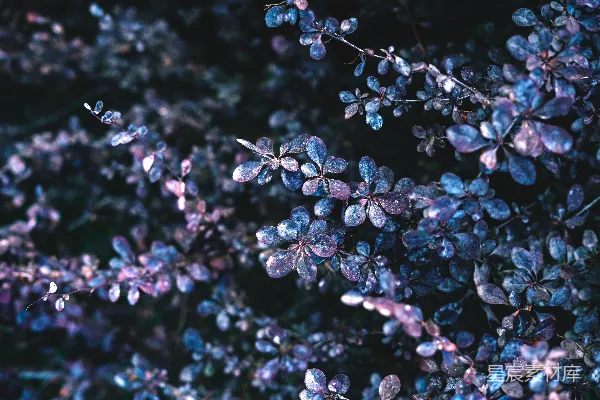 高清摄影 紫色植物的梦幻之美