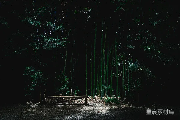 高清摄影 竹林中的静谧时光