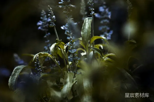 高清摄影 神秘的森林植物