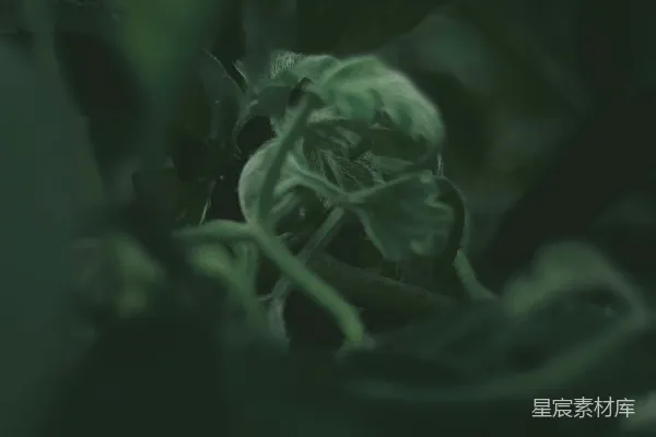 高清摄影 暗色调的植物特写