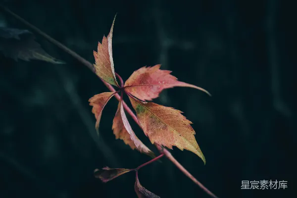 高清摄影 秋日的红叶