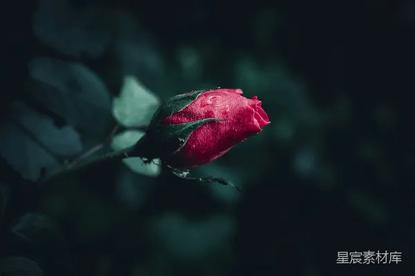 高清摄影 夜色中的红玫瑰