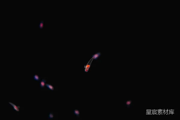 高清摄影 神秘的发光生物