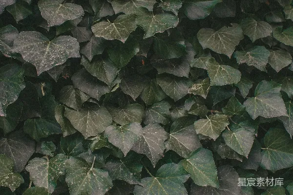 高清摄影 爬墙常春藤