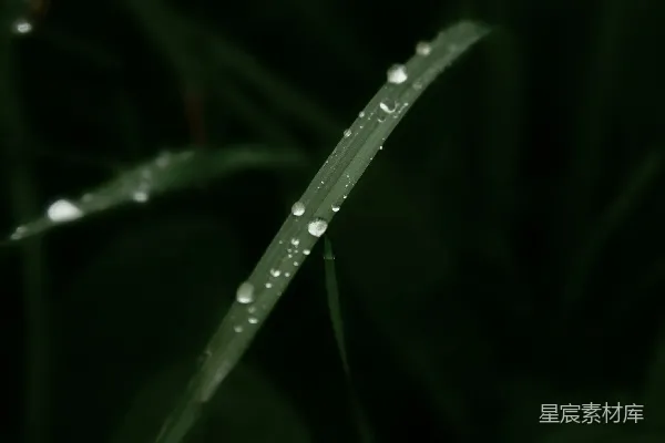 高清摄影 晨露中的绿草