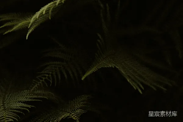 高清摄影 幽暗中的蕨叶