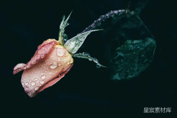 高清摄影 晨露中的玫瑰