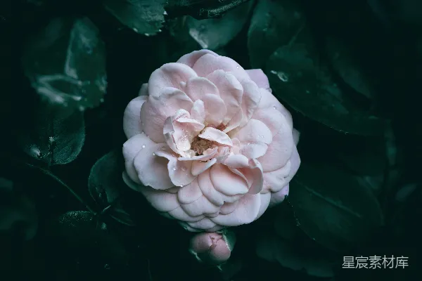 高清摄影 晨露中的粉色玫瑰