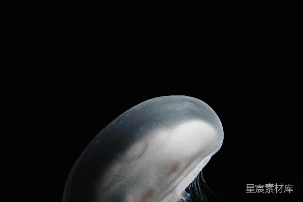 高清摄影 深海中的透明水母