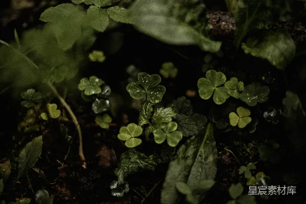 高清摄影 雨后森林的三叶草