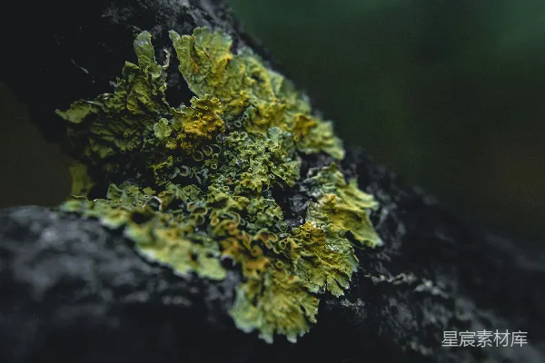 高清摄影 苔藓的自然之美