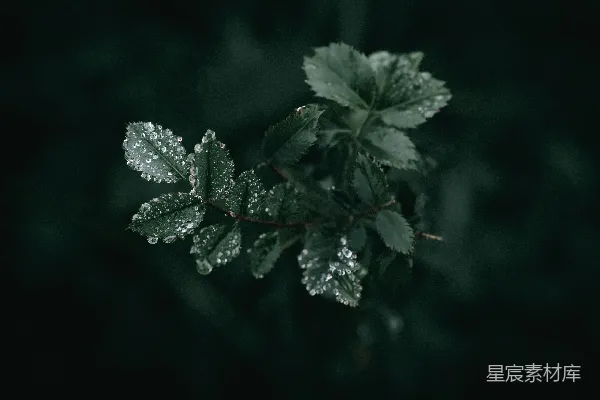 高清摄影 雨后绿叶的露珠