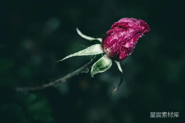 高清摄影 露珠点缀的玫瑰