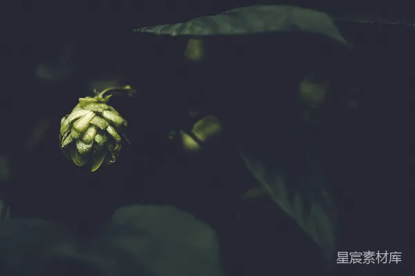 高清摄影 夜幕下的绿色果实
