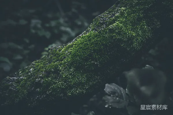 高清摄影 森林中的苔藓