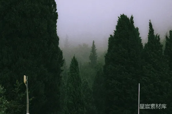 高清摄影 雾中的松树