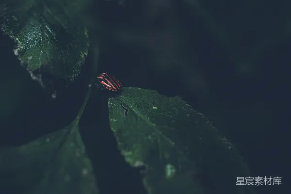 高清摄影 绿叶上的红黑条纹昆虫