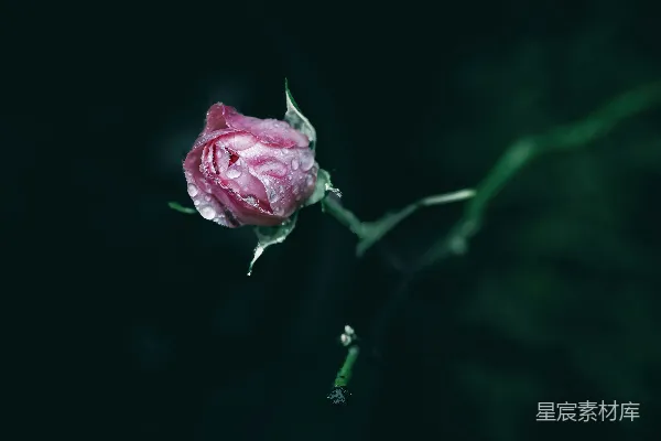 高清摄影 雨后粉红玫瑰