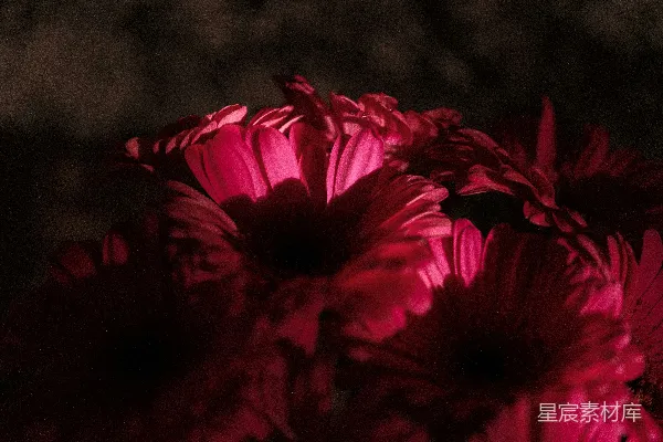 高清摄影 深红色花朵特写