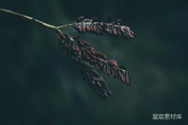 高清摄影 晨露中的枯枝