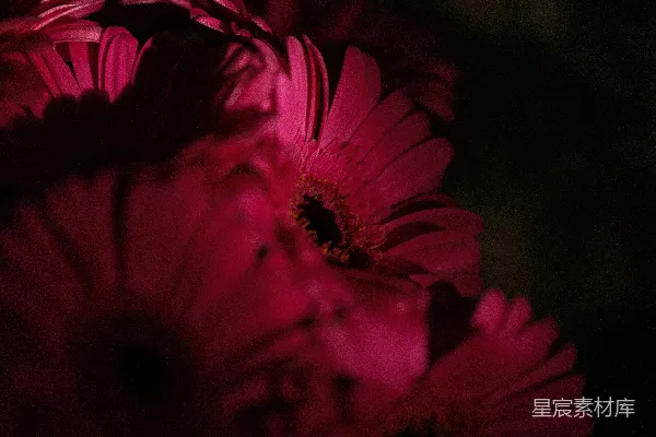 高清摄影 暗夜中的粉红雏菊