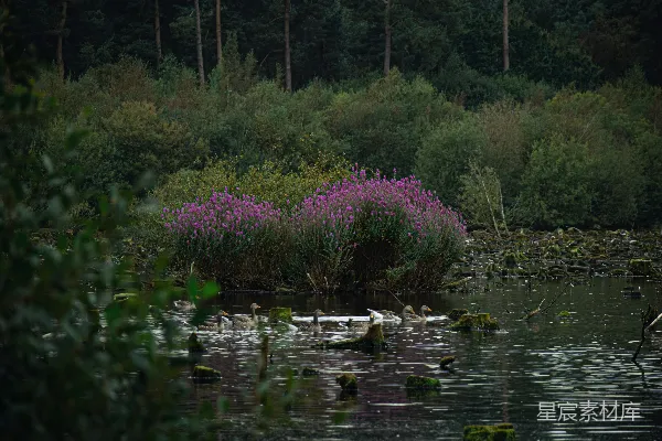 高清摄影 静谧湖畔的自然美景