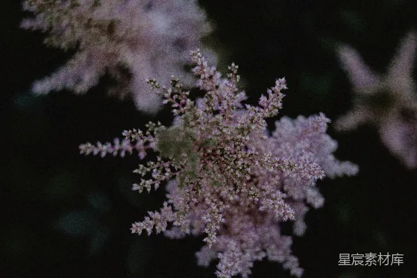 高清摄影 紫色的花丛