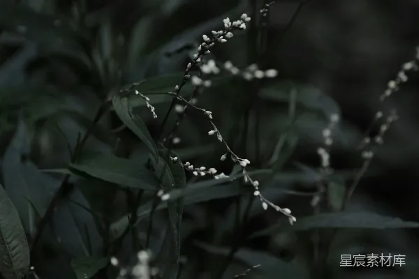 高清摄影 幽静丛林中的小花