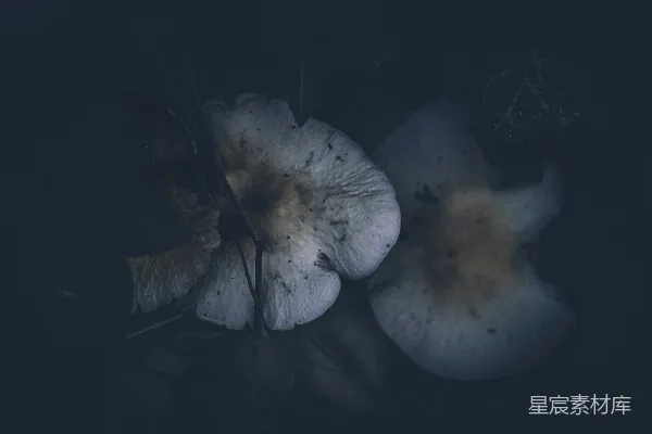 高清摄影 神秘的菌类与蛛网