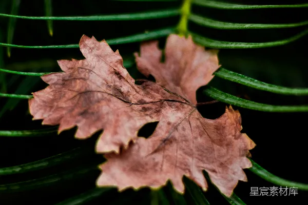 高清摄影 枯叶与绿色植物的对比