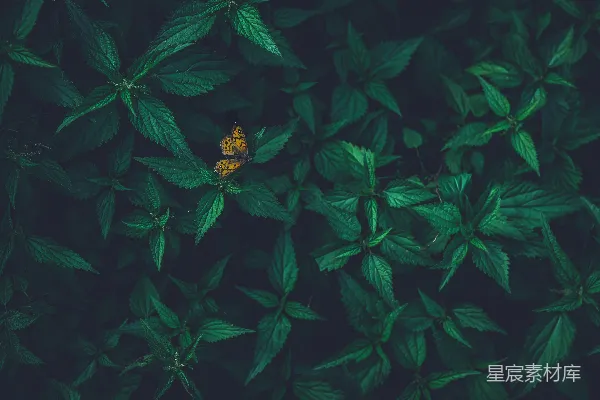 高清摄影 绿叶上的蝴蝶