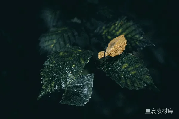高清摄影 清晨的蜘蛛网与枯叶