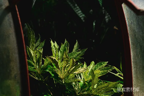 高清摄影 温室中的植物