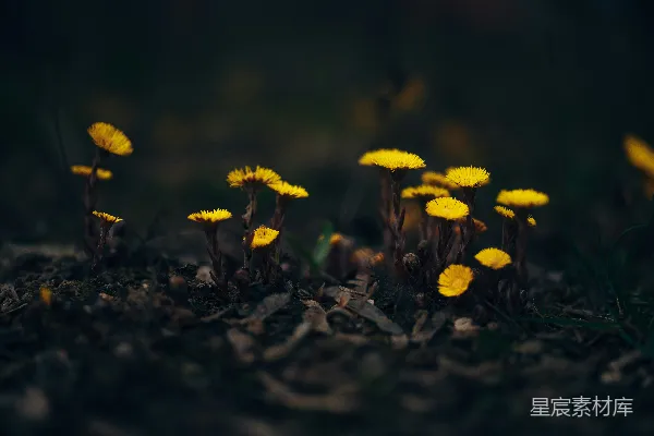 高清摄影 金黄的春天：地上的小花