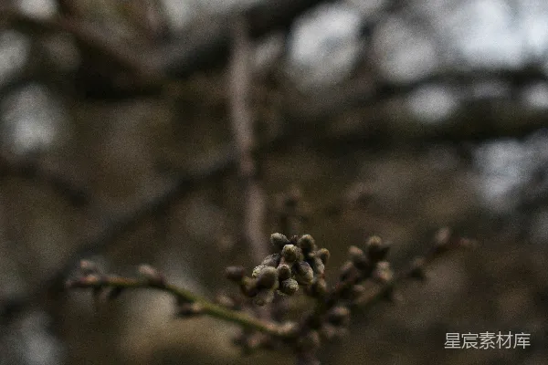 高清摄影 冬日树梢的芽