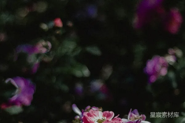 高清摄影 粉紫色的玫瑰花丛