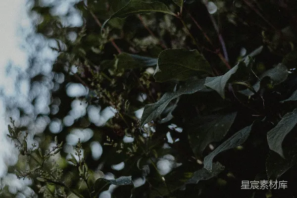 高清摄影 自然之窗：树叶与天空的和谐