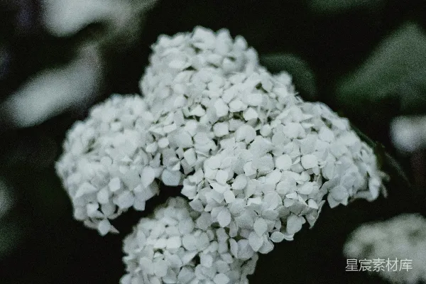 高清摄影 纯净的白色绣球花